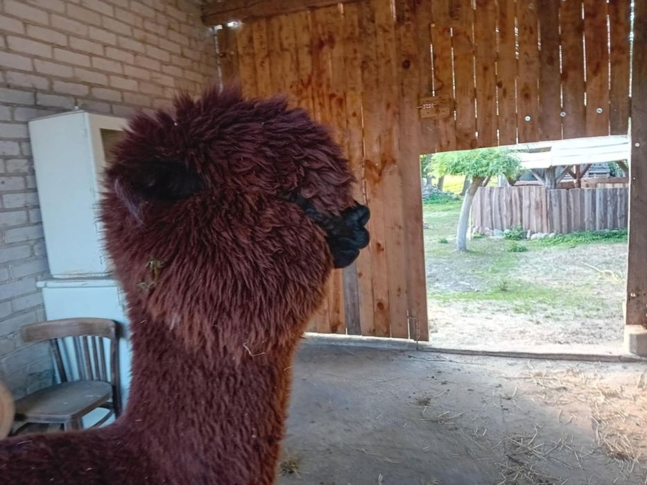 Sprzedam samicę alpaki