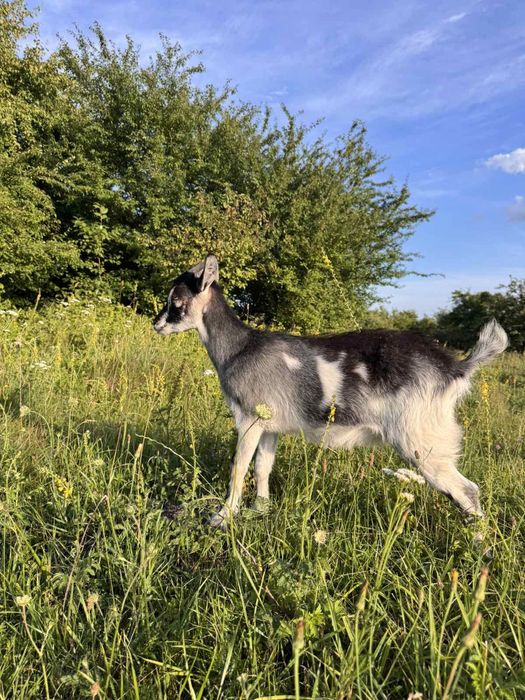 Продам козенята-кізки