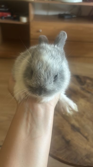 Coelho anão bebe cinza meigo