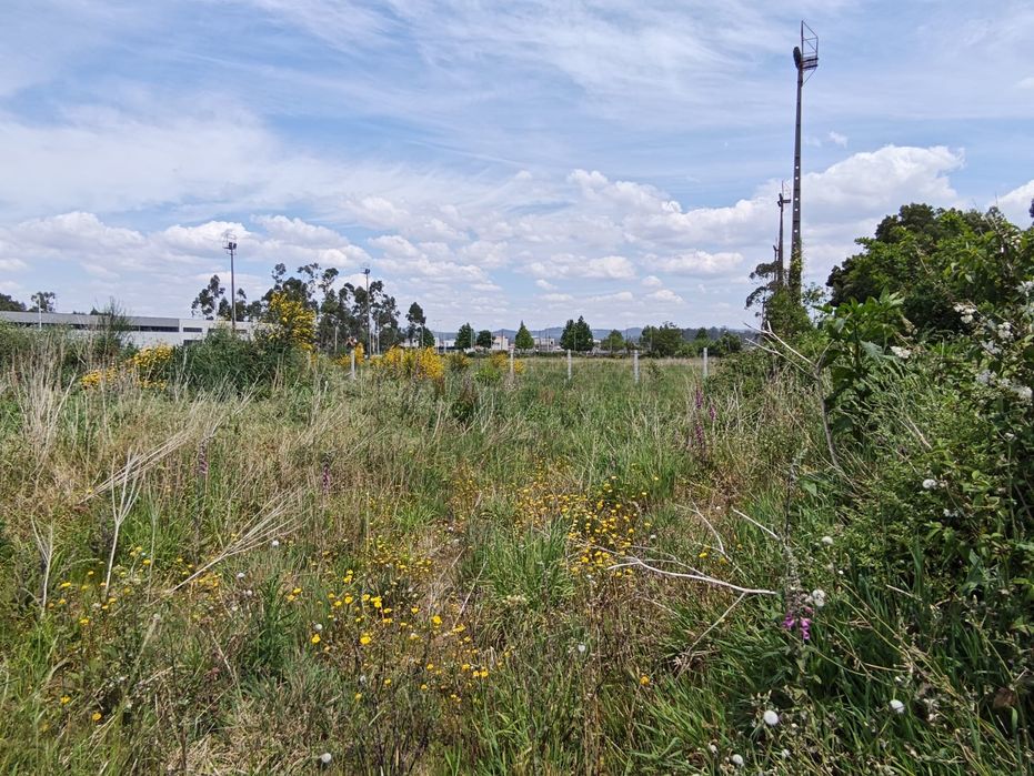 Arrendo terreno vedado