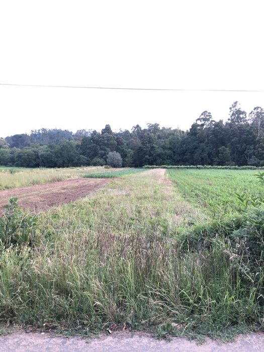 Terreno de 1.000m2 Trogal, Sao pedro D’Arcos, Ponte de Lima