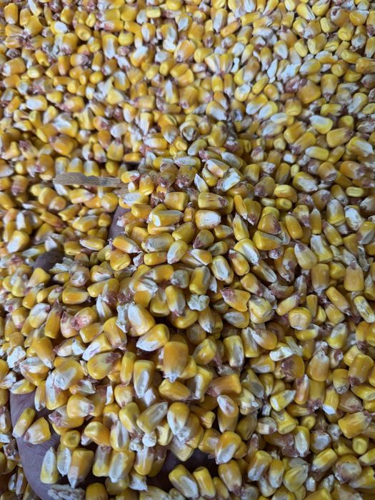 Продам зерно Кукурудзи
