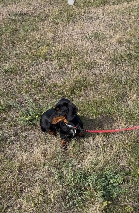 Продамо цуциків карликової такси.