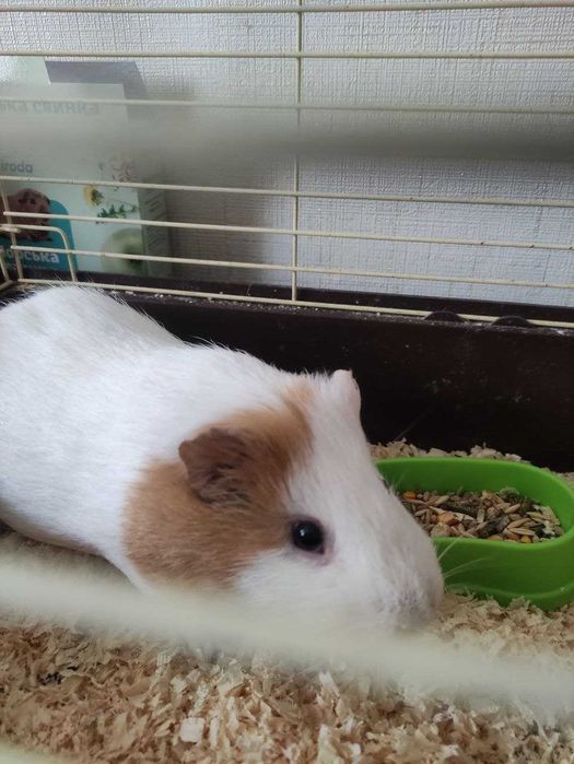 Продам морську свинку разом з кліткою.