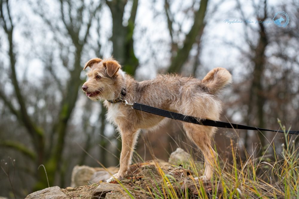 Sunia Viola szuka domu