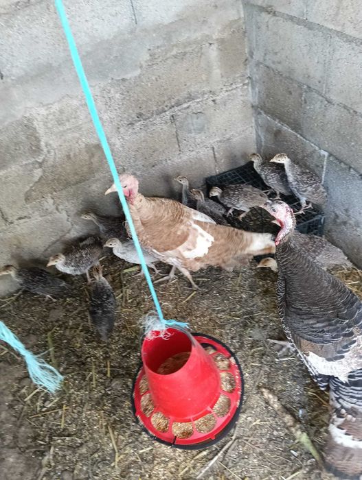 Vendo perus juvenis