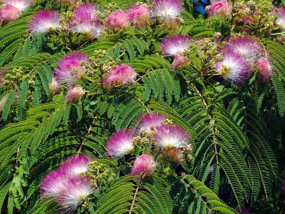 10 Sementes de Dormideira (planta sensitiva) - Planta mágica