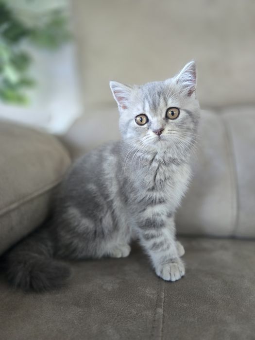 Gatinha Scottish Straight, Silver Tabby
