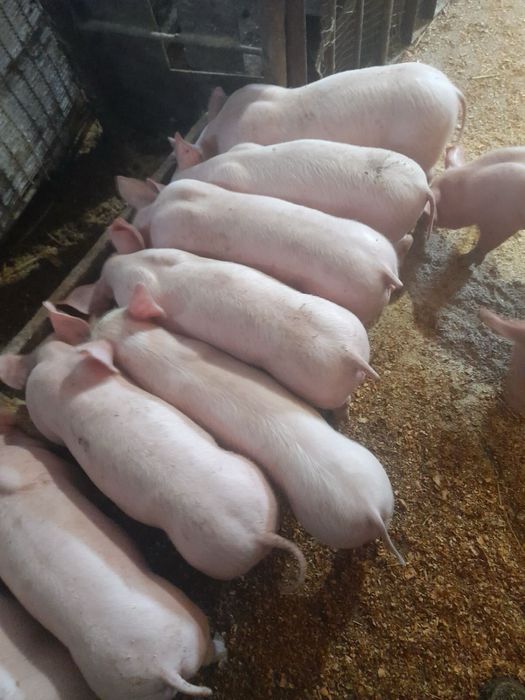 Поросята хрячки Йоркшер. Петрен. Ф1