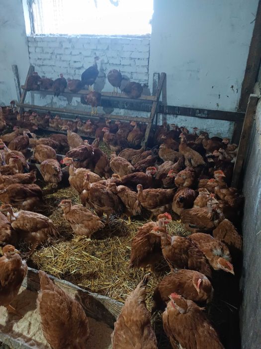 Молоді півники Голошейки