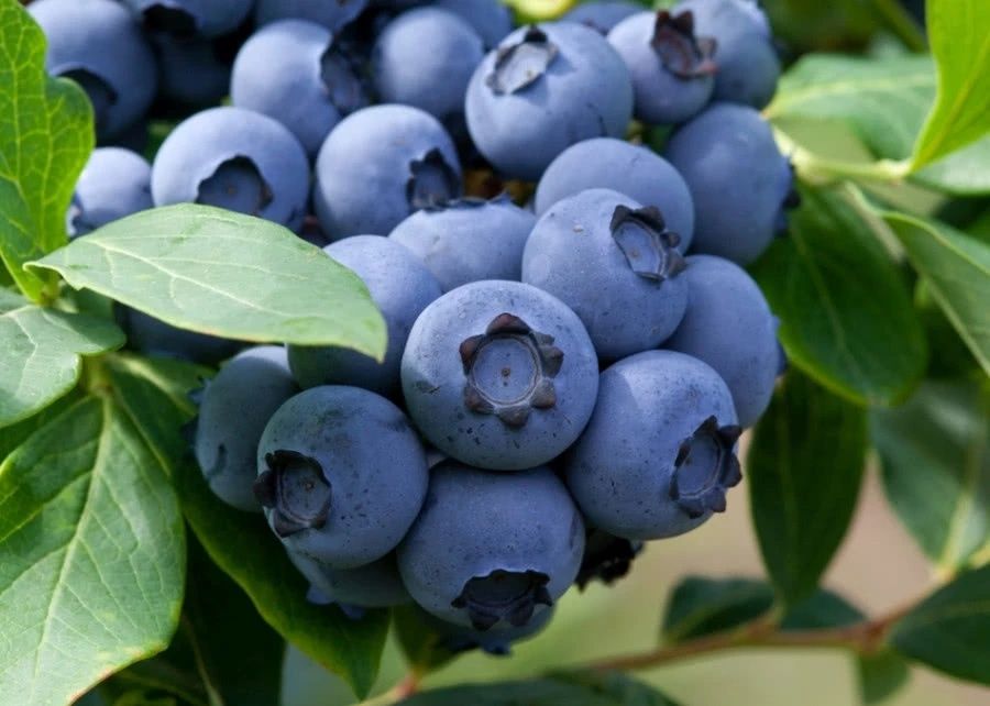 Promocja!!!Borówka Amerykanska Bluecrop, Bluegold, Chandler, Darrow,N