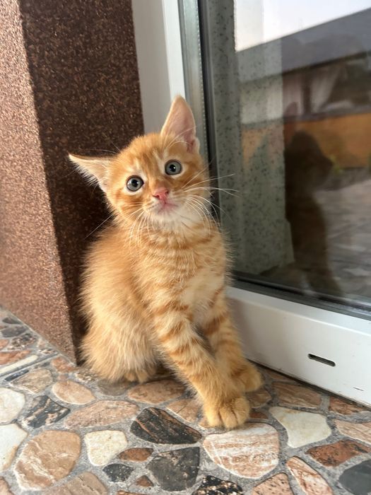 Руденьке щастя шукає дім