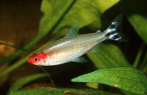 Zwinnik Blehera - ryba 3cm - Sklep AKWAREKS - Wysyłka