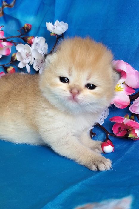Ручные милашки, котята золотая шиншилла