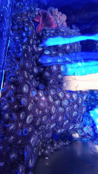 Grzybki Zoa korale morskie