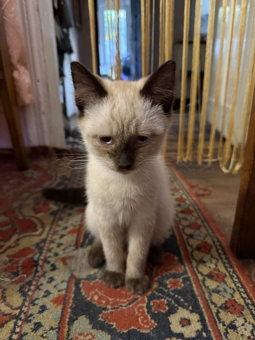 Котик сіамський