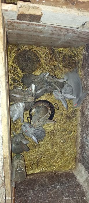 Coelhos para criar