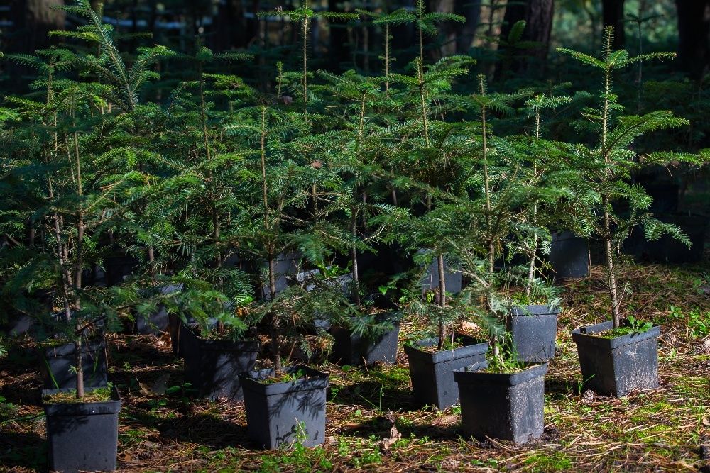 Jodła Pospolita (Abies Alba), wysokość 50-70 cm, donica 3l