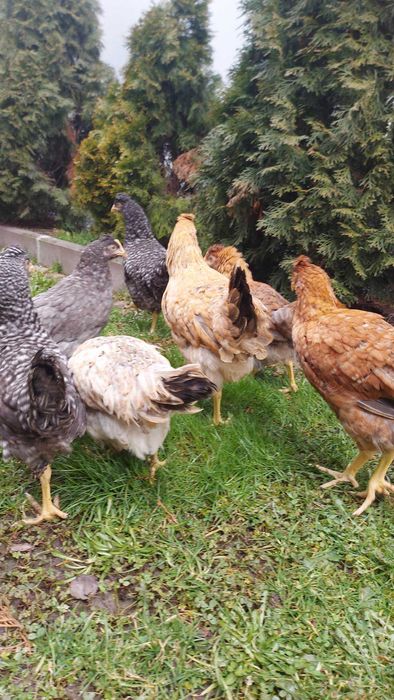 Green Shell Zielone Jajka Kury