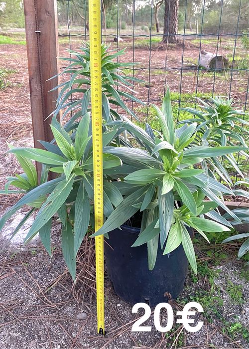 Echium Candicans / Orgulho da Madeira