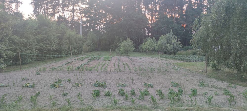 Воротнів. Ставок ЕНКО. Дачна ділянка на Воротнівському масиві 150 м від озера Енко під лісом