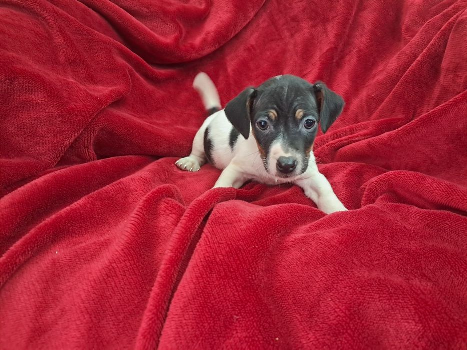 Jack russel fantastico