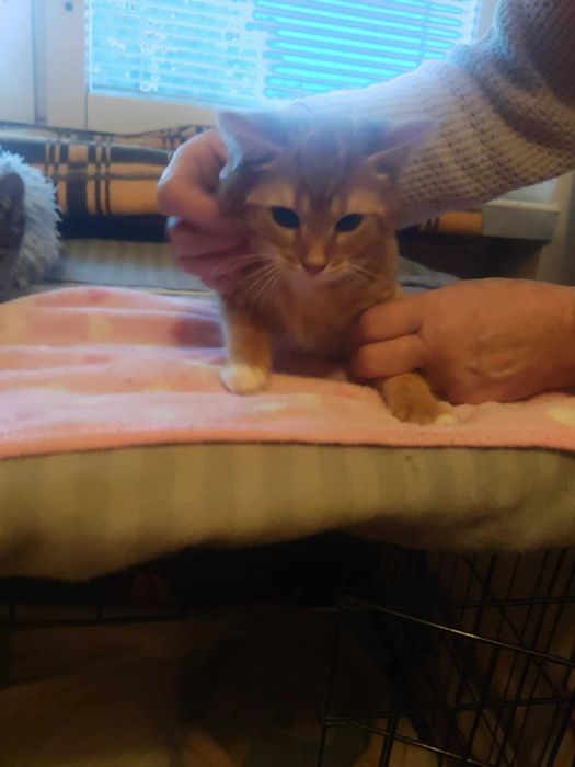 Kto uratuje kocią rodzinę?