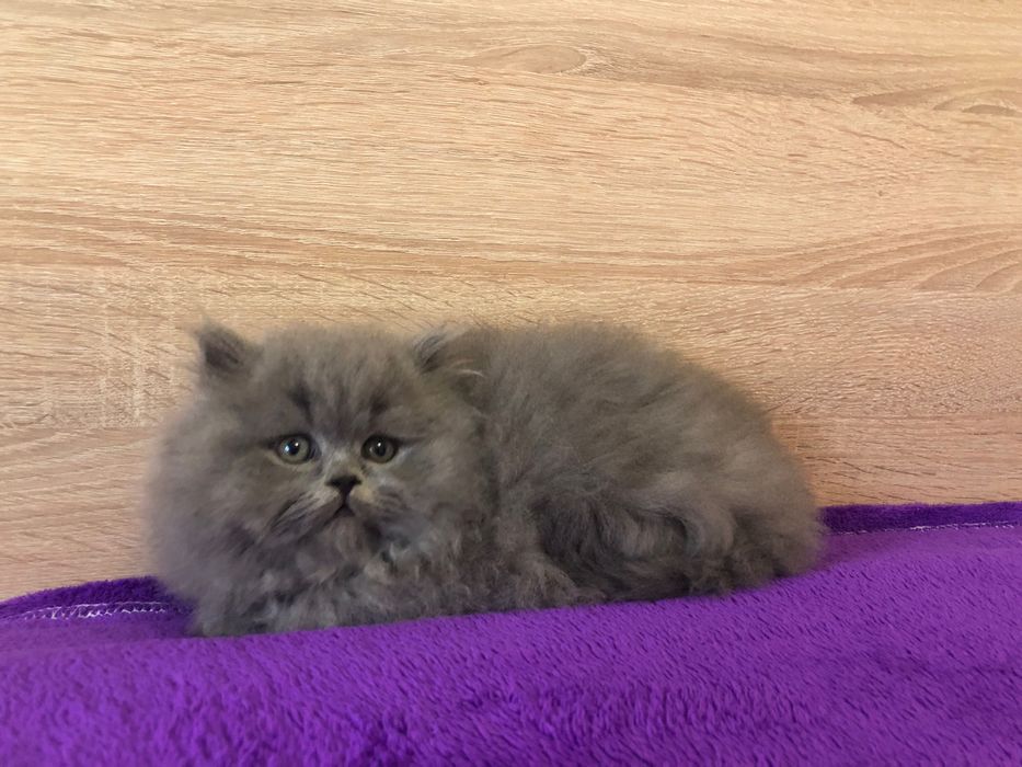 Scottish Straight Highland Negociável