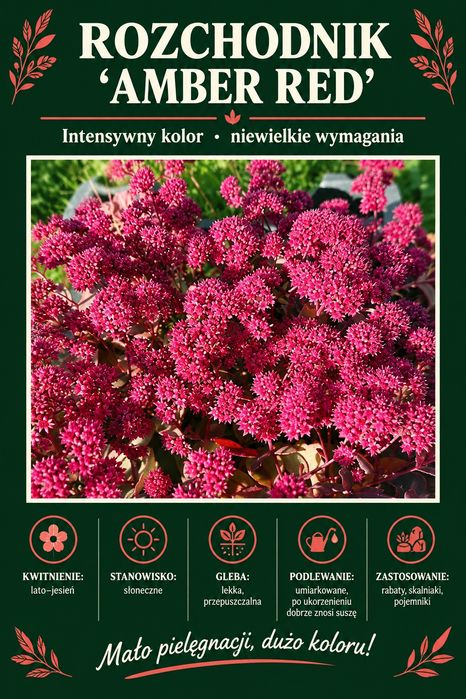 Bylina wieloletnia Rozchodnik czerwony Amber Red