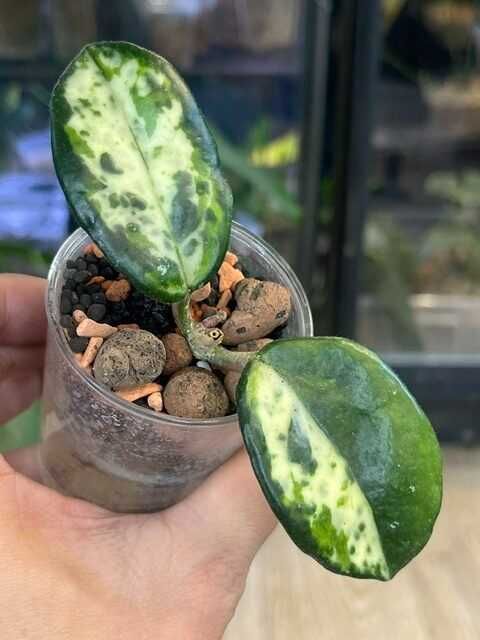 Hoya carnosa Madara 'Green Edge'