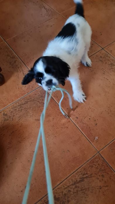 Super Cocker Spaniel