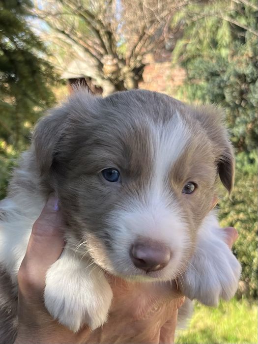 Border Collie piesek lilak