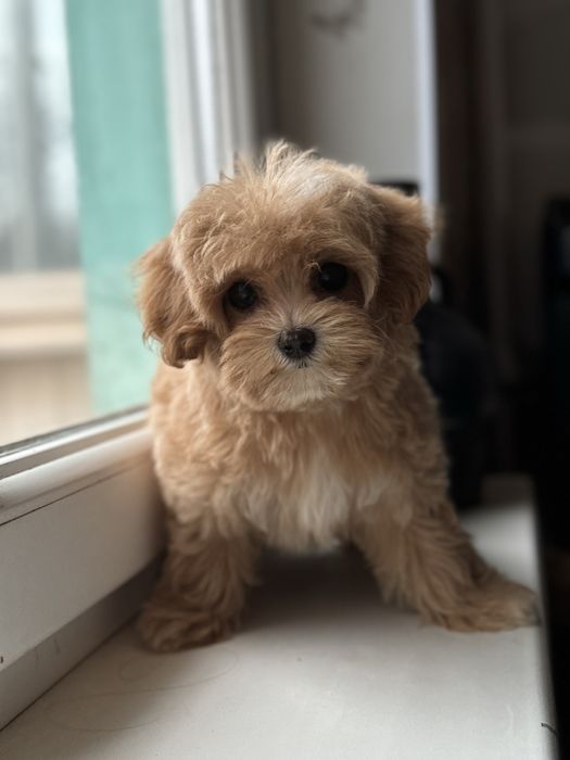 Мальтипу девочка карамель мини беби фейс микро