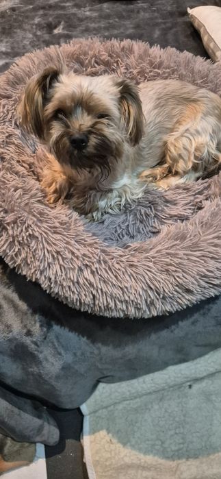 Malutka suczka okolo 3 lata