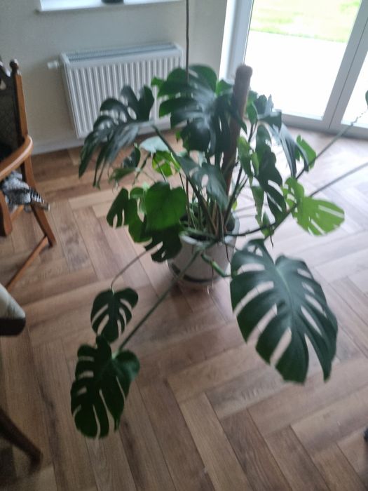 Monstera kwiat doniczkowy