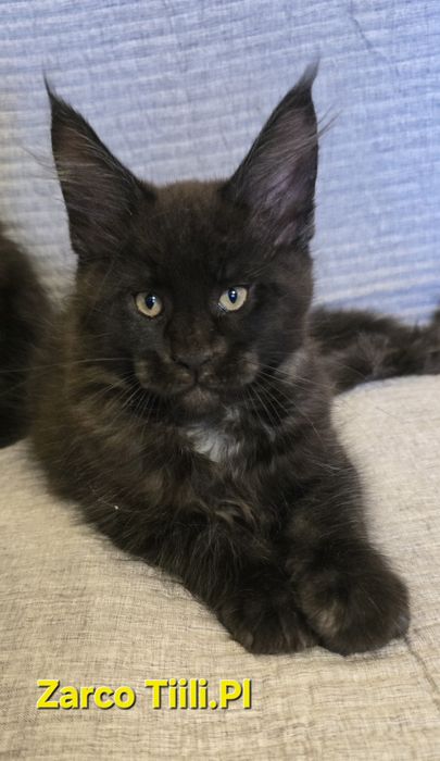 Maine Coon kocurek idealny