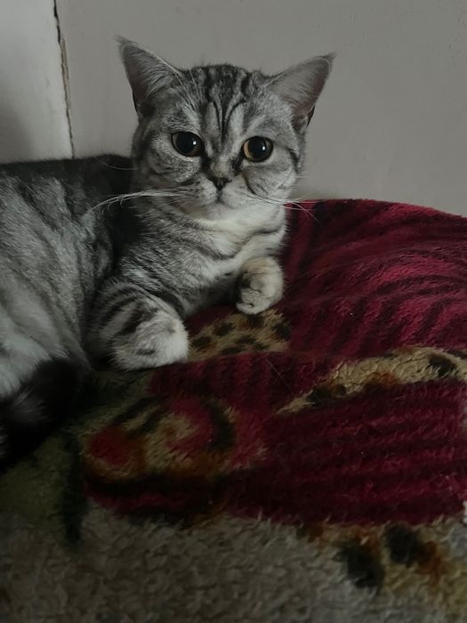 Котенята Британці