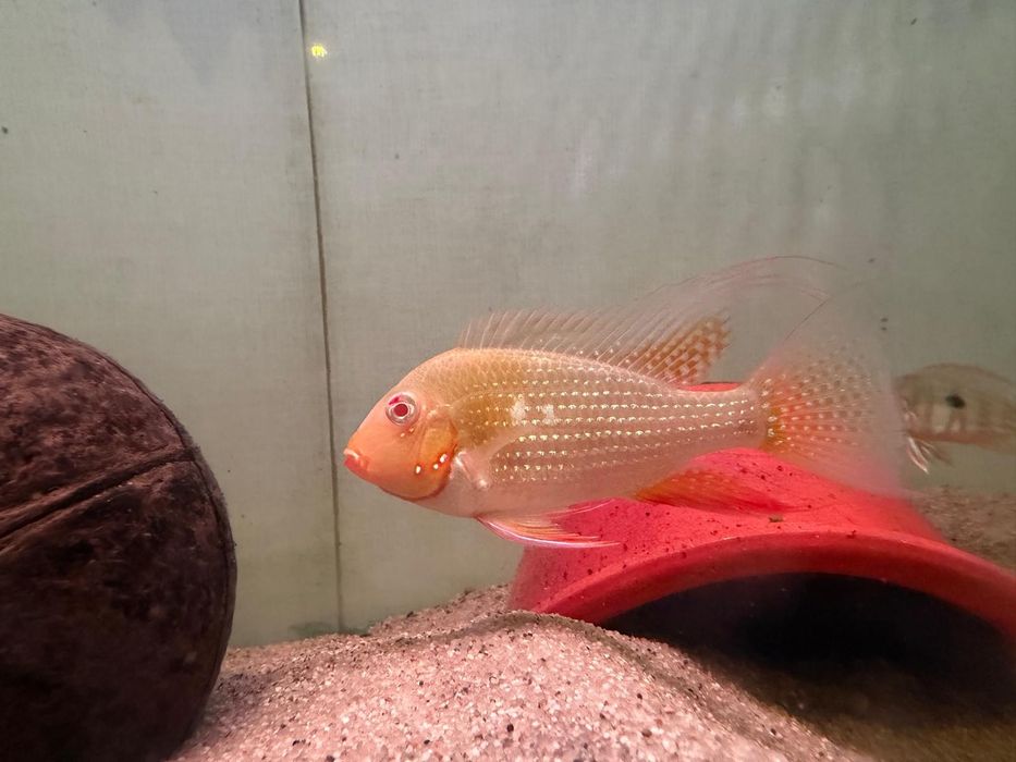 Vendo casal heckeli albino