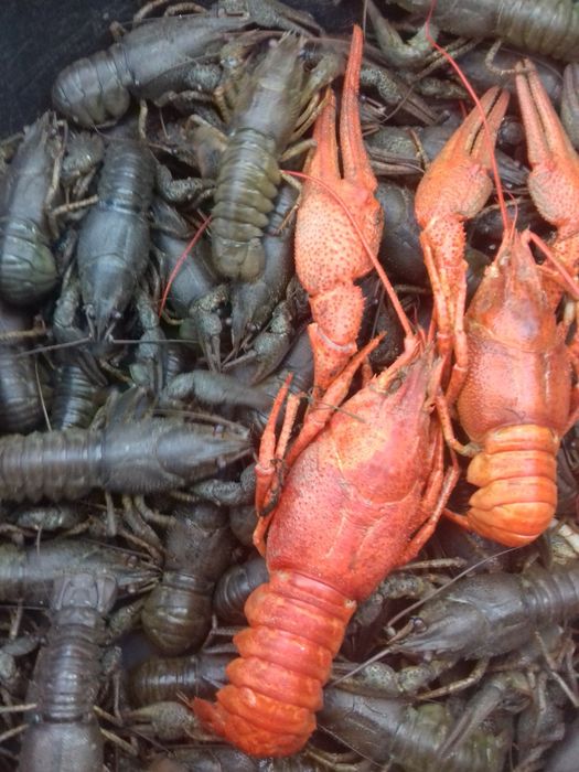 Продам раки різних розмірів