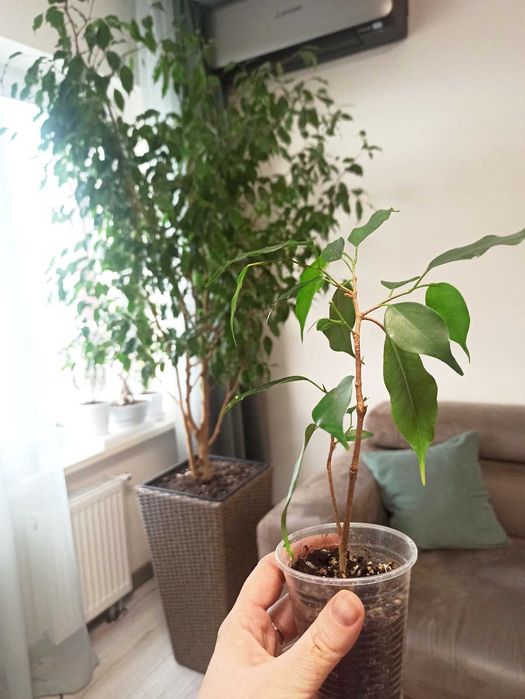 Фикус бенджамина укорененные веточки