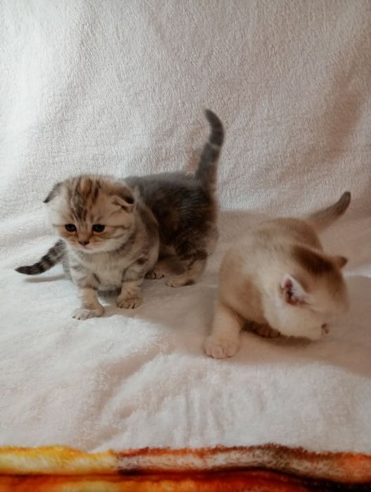 Британські кошенята