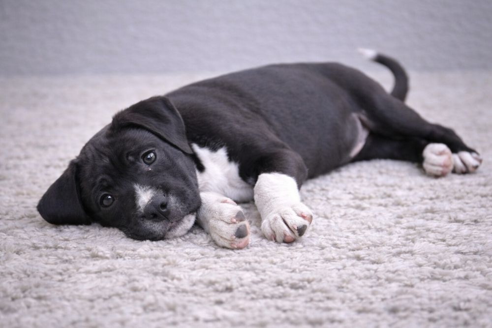 Cudowny chłopiec amstaff!