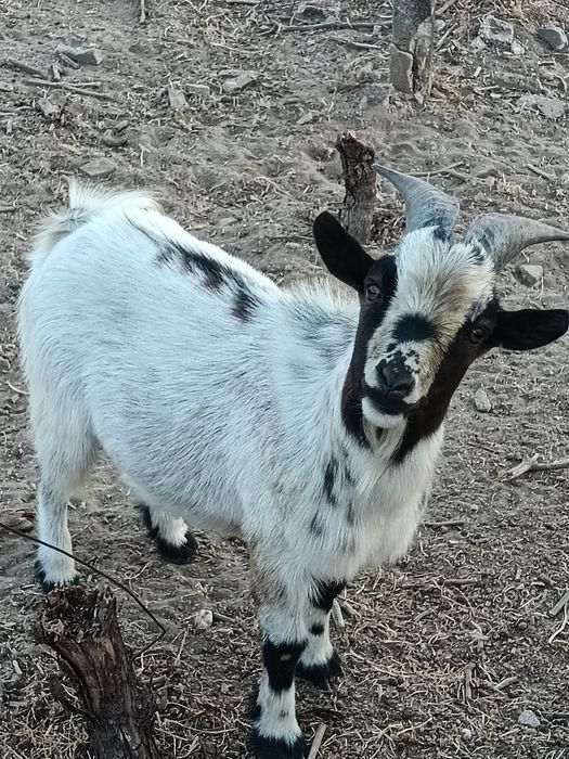 Cabrito anão e borrego