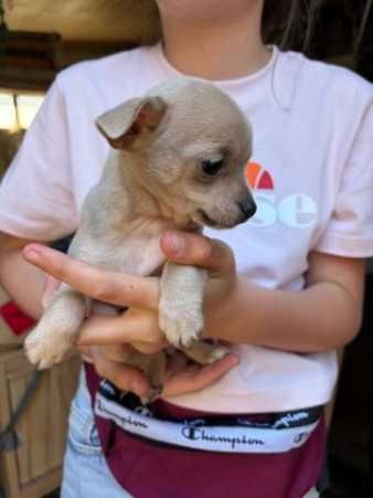 Chihuahua suczki pieski