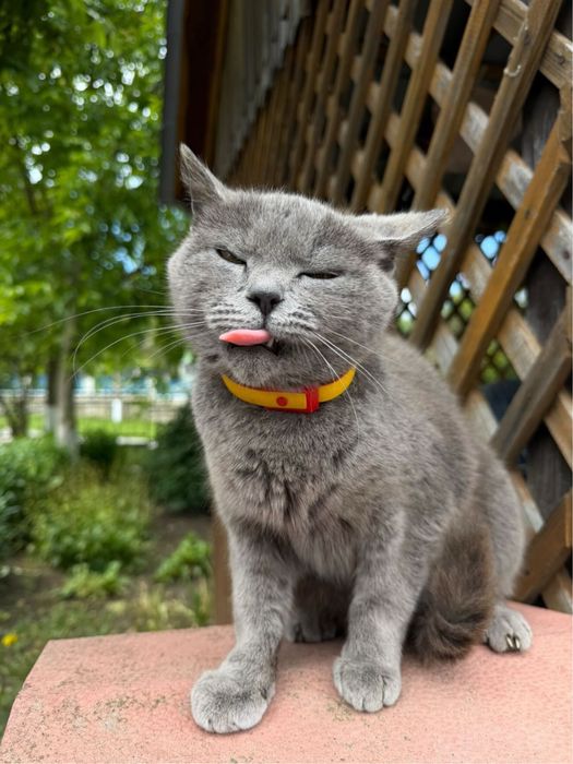 Продаємо котики-британці