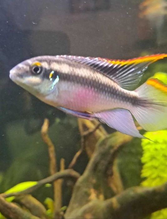 Peixes kribensis