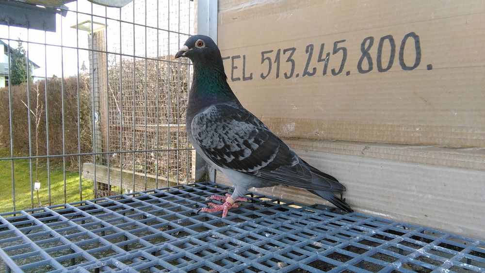 Gołębie pocztowe