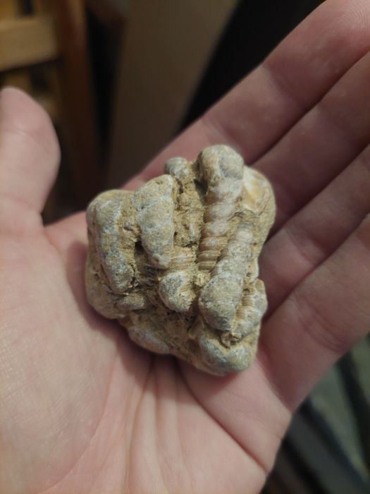 Fósseis Turritella