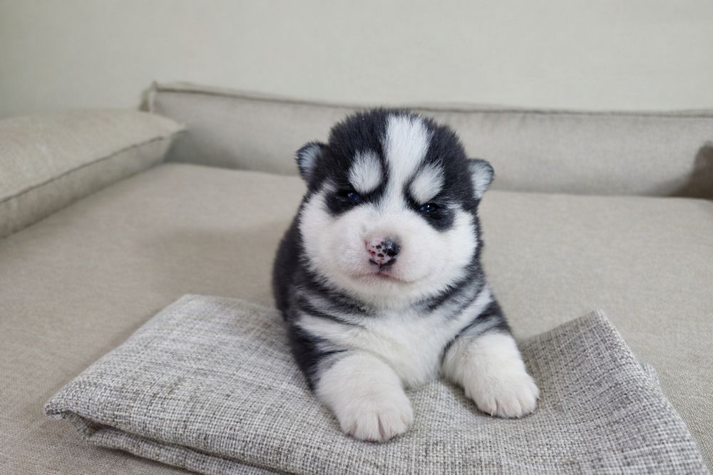 Szczeniak Siberian Husky rodowód ZKwP FCI Champion Puppy Pedigree