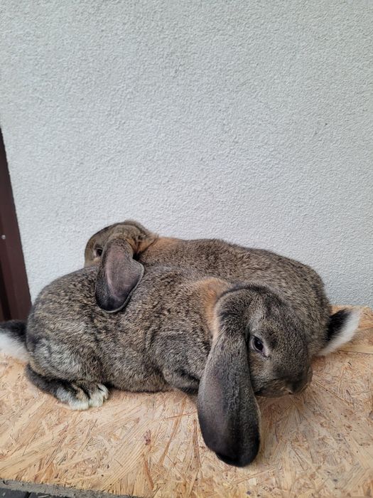 Francuski Baran Szary